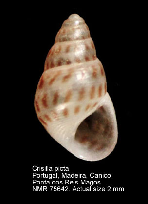 Crisilla picta.jpg - Crisilla picta (Jeffreys,1867)